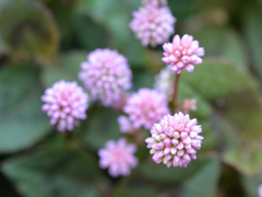 Pink balls02