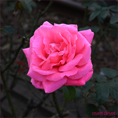 pink rose01a