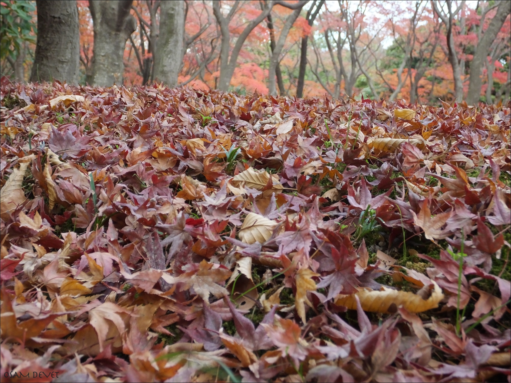The fallen leaves02