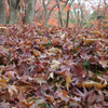 The fallen leaves02