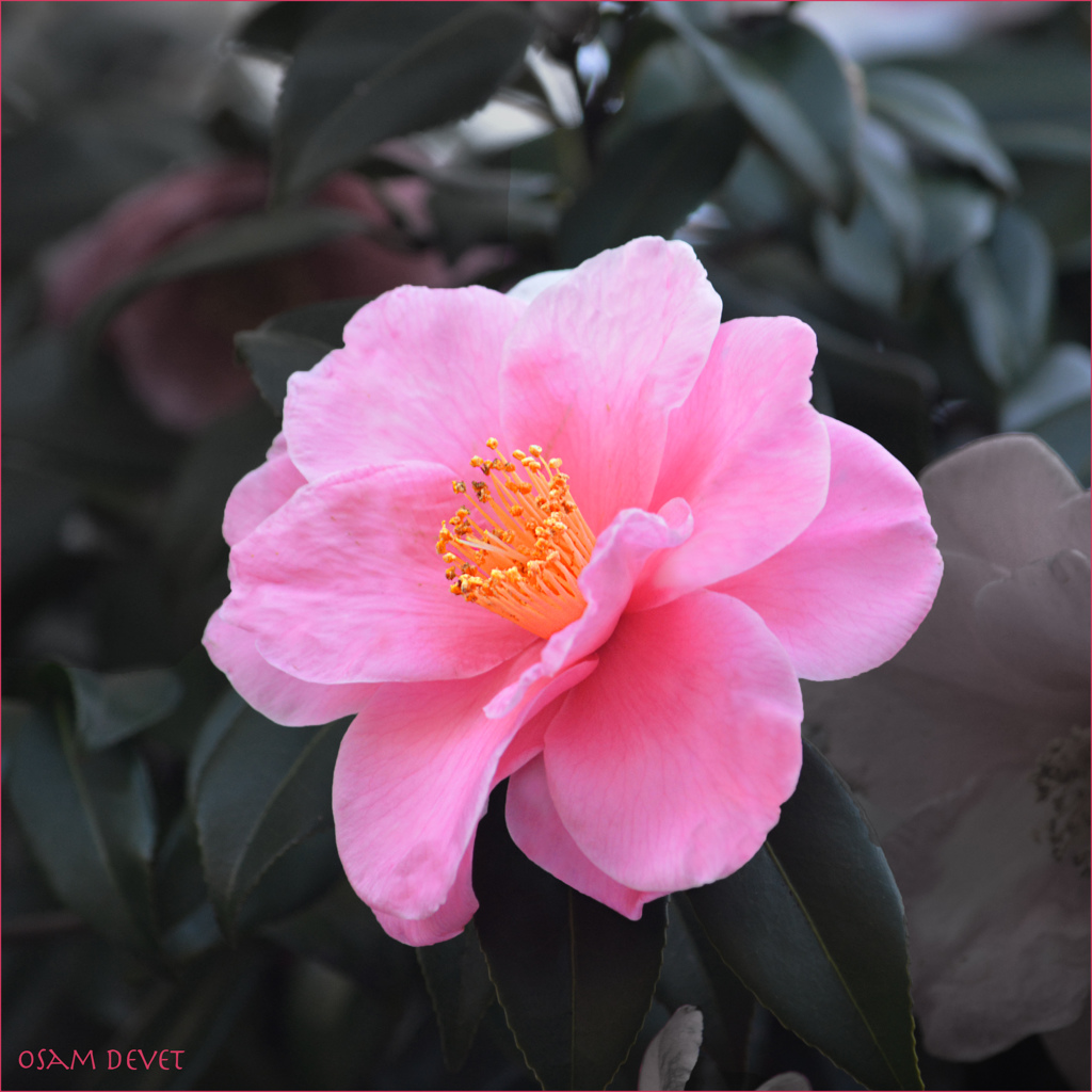 Pink camellia