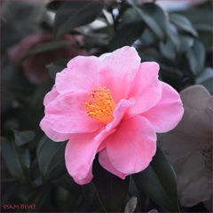 Pink camellia