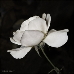 White Rose MACHIYA03