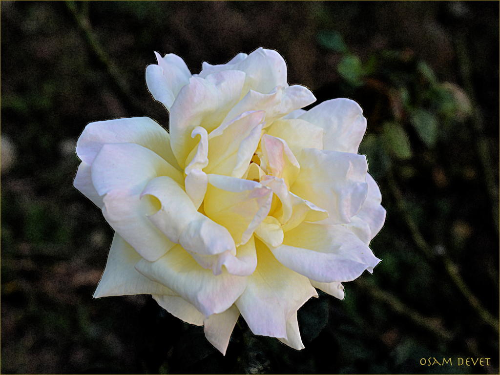 White Rose Ueno Zoo01