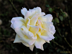 White Rose Ueno Zoo01