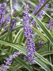 ヤブラン　Liriope muscari　