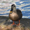 Duck0219