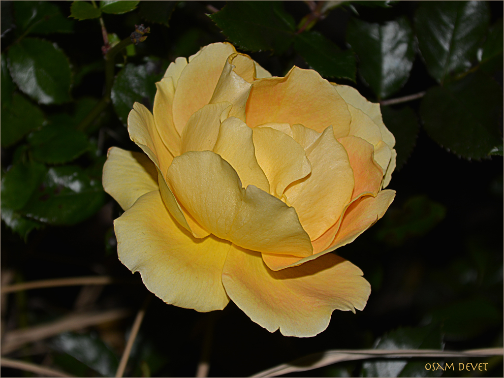 Dark yellow rose01