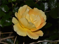 Dark yellow rose01