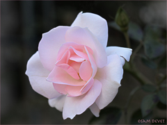 Light pink rose Ueno Zoo03
