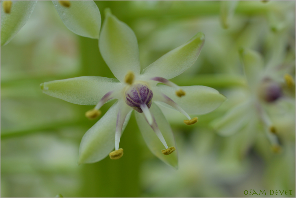 tropical light green sDSC_0189