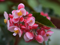 Begonia0003