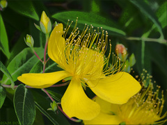 Hypericum318