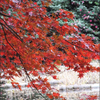 Colored Kitanomaru park02