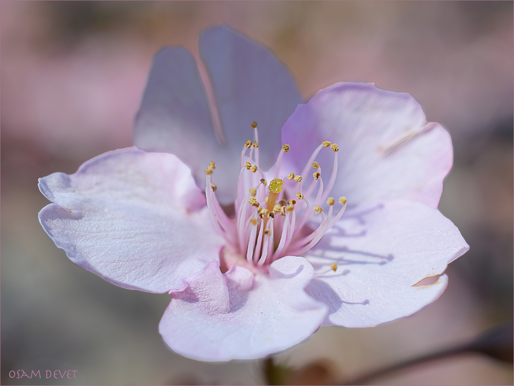 cherry blossoms07b