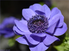 purple flower01