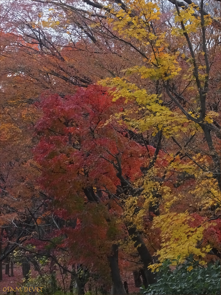 Colored trees