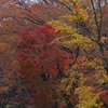 Colored trees