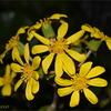 Green leopard plant03