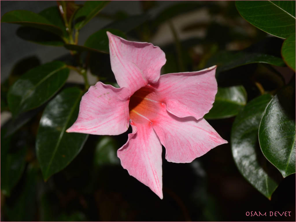 Pink trumpet