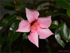 Pink trumpet