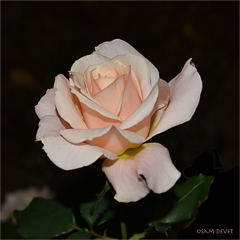 Light pink rose01 