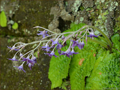 purple small022