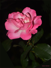 Rose pink 05