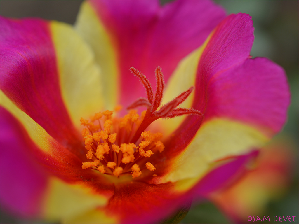 fantastic pink and yellow03