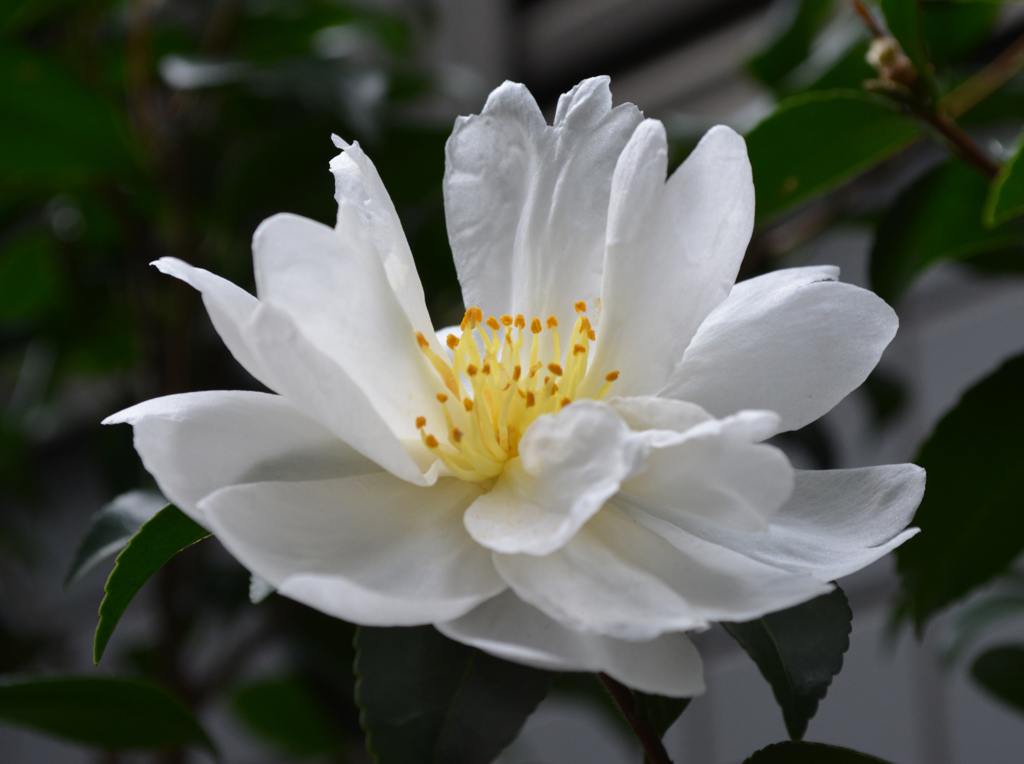 Camellia