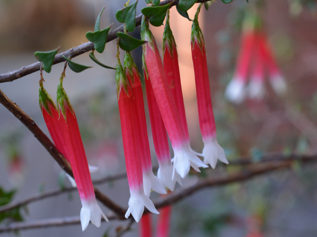 エパクリス・レクリアータ