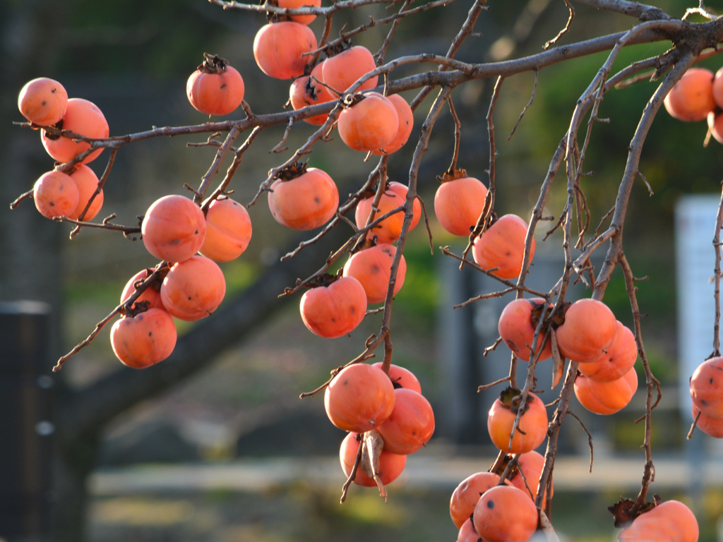 Persimmons