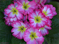 Pink small flowers01
