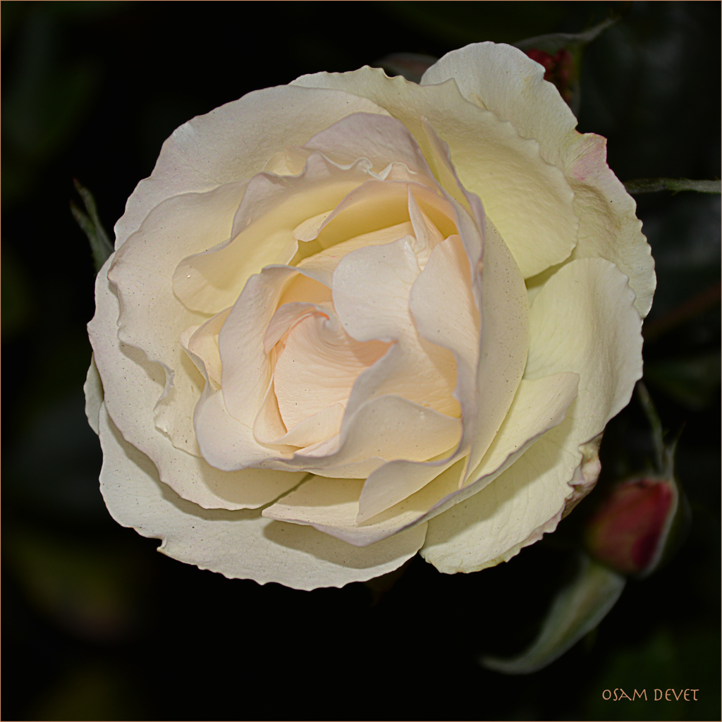 Light yellow rose02