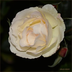 Light yellow rose02