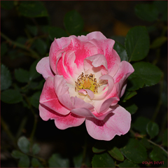 Rose dark and light pink mixture03