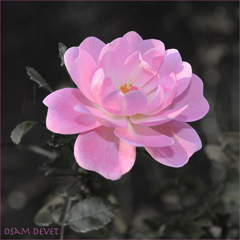 Light pink rose03