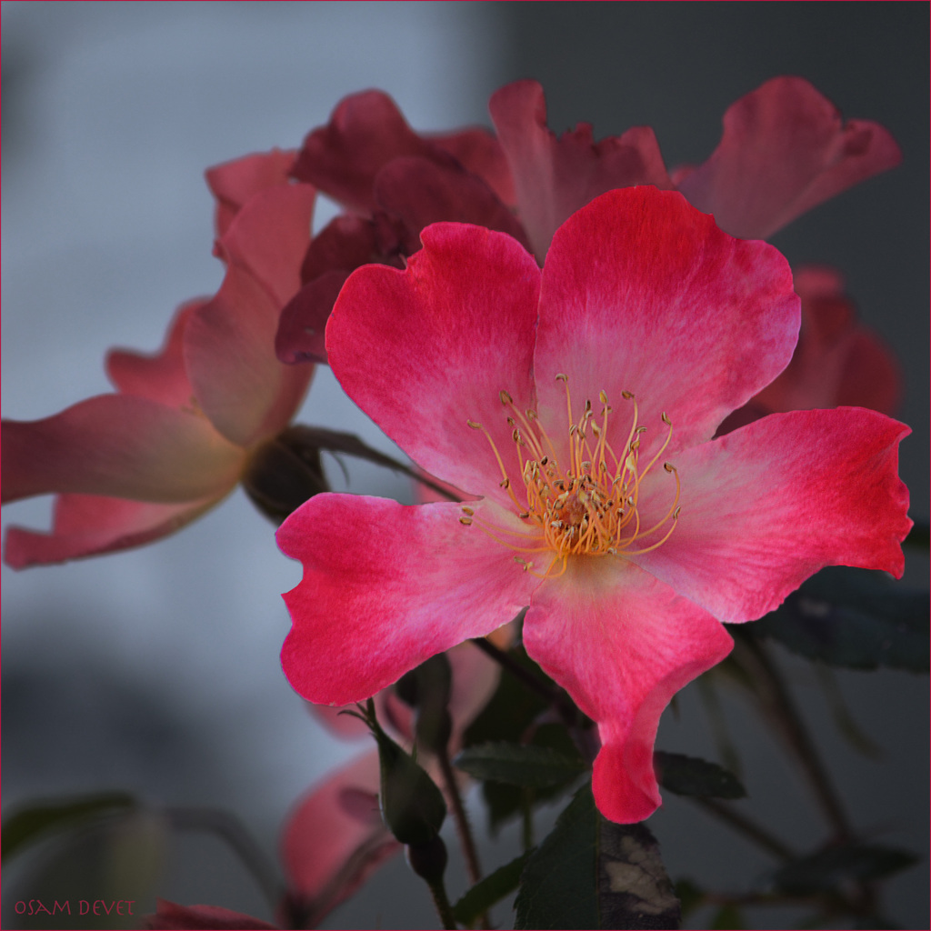 The single-petaled beauty01