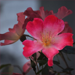 The single-petaled beauty01