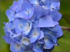 Hydrangea051