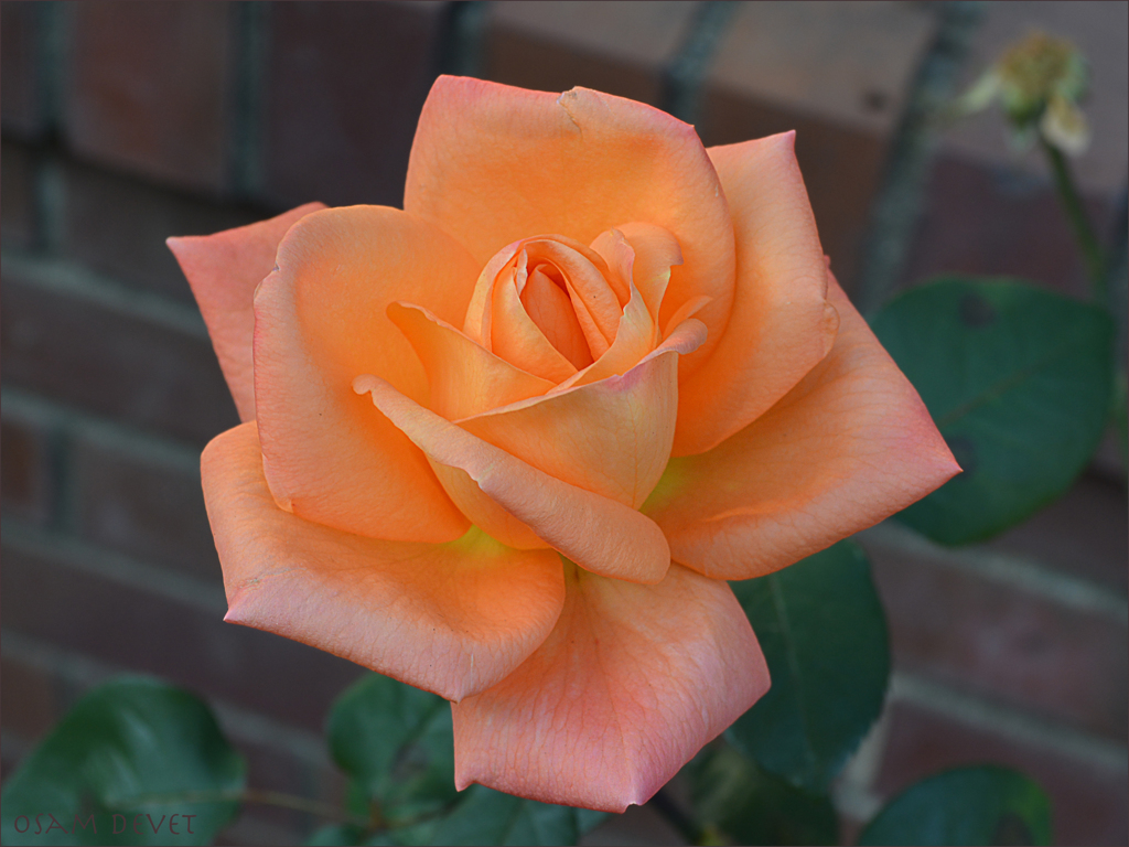 Beautiful orange01