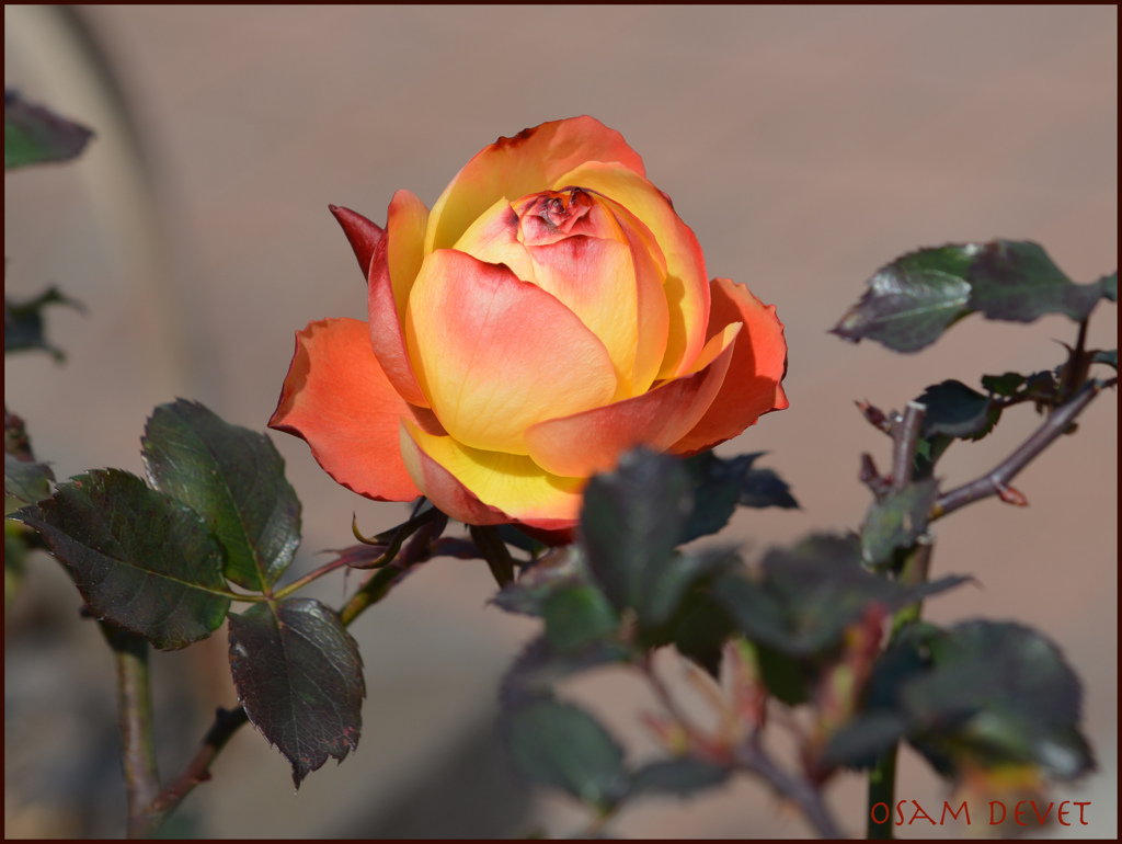 rose01