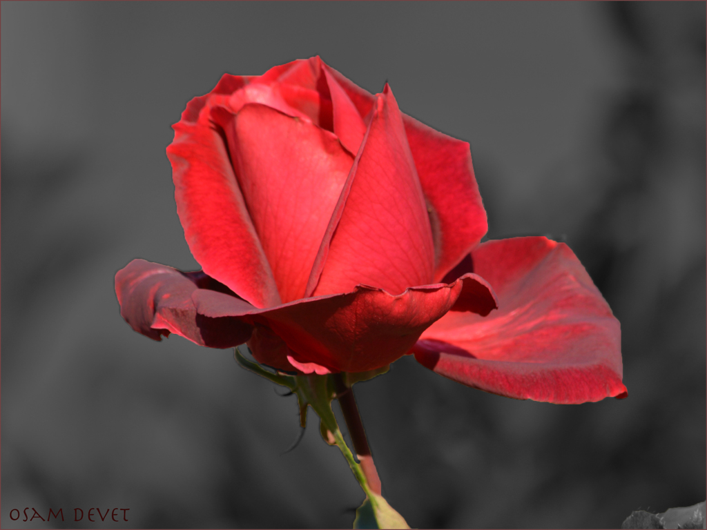 Rose like a noble woman