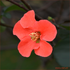 Chaenomeles speciosa
