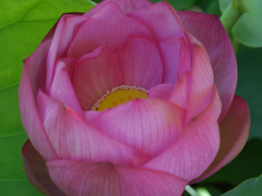 lotus DSC_0090