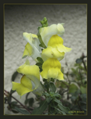 Yellow bells