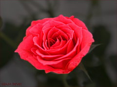 Higashiasakusa red rose01