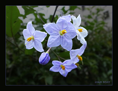 Light purple flowers