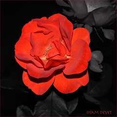 Enough mature red rose01