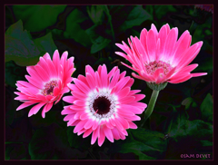 pink sisters02